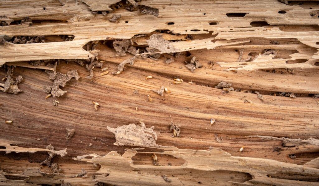 HOW TO IDENTIFY AND CONTROL TERMITES